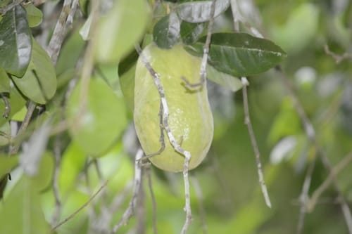 Swinglea glutinosa (Tabog) — photo