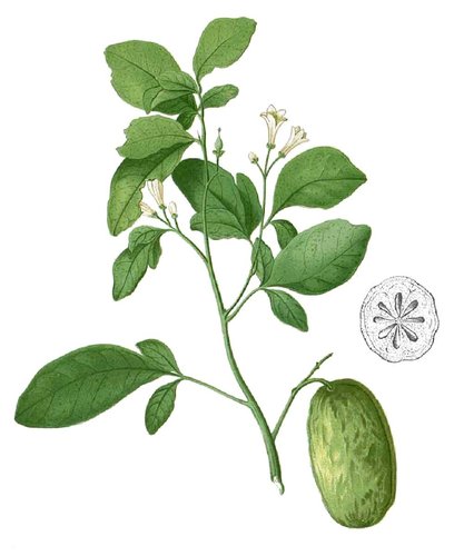 Swinglea glutinosa