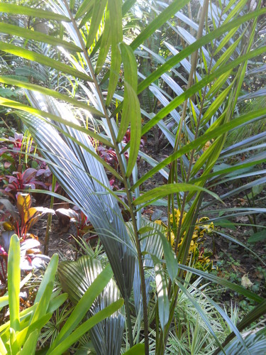 Syagrus amara (Overtop palm) — photo