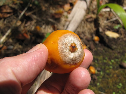 Syagrus amara (Overtop palm) — photo