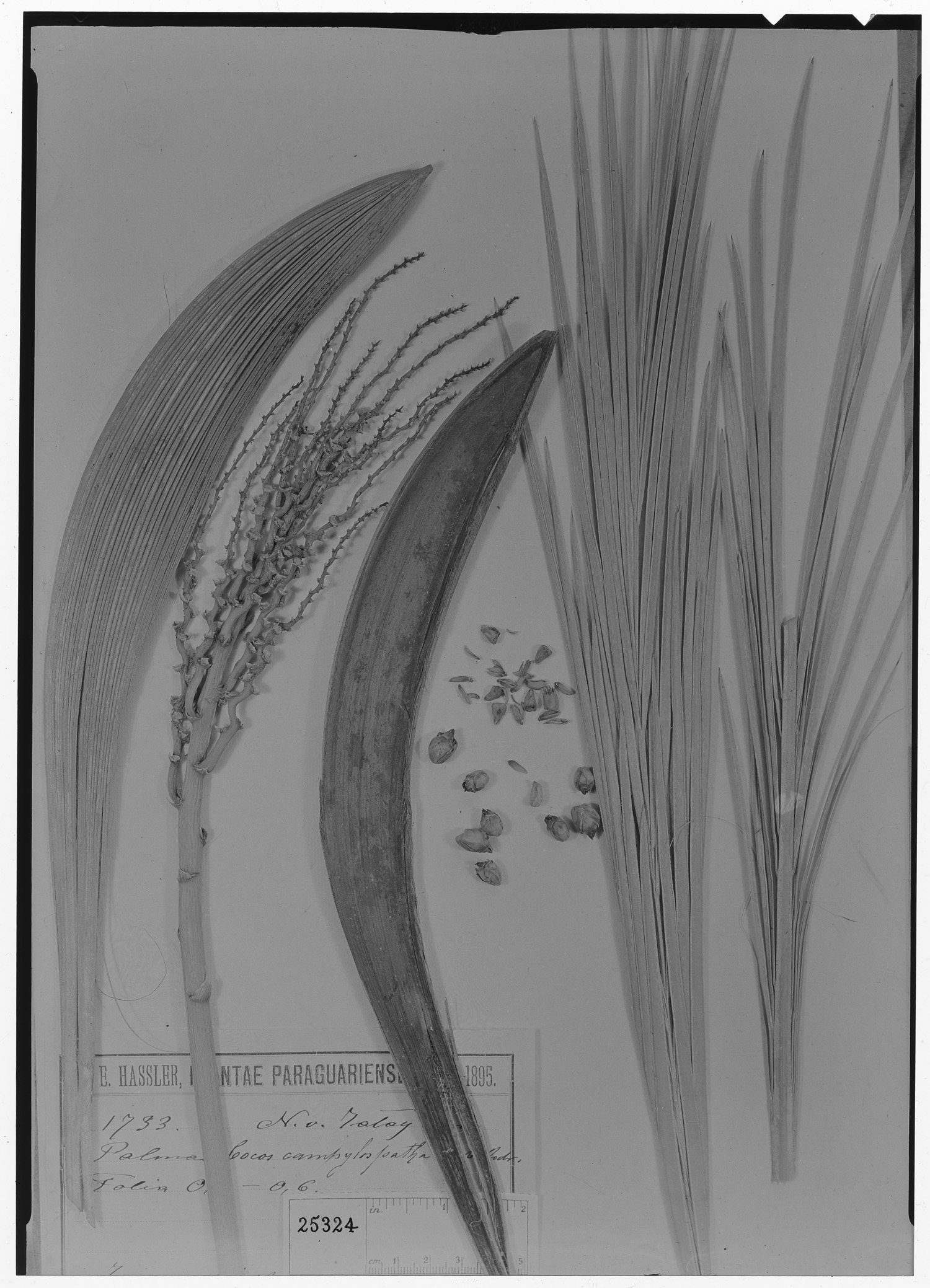 Syagrus campylospatha