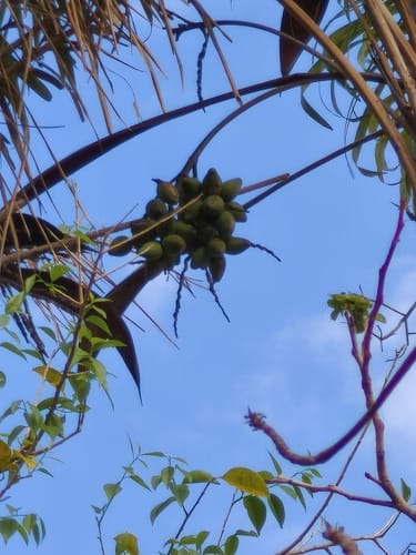 Syagrus cocoides (Ouricuru Palm) — photo