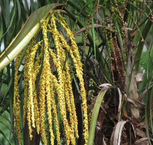 Syagrus cocoides