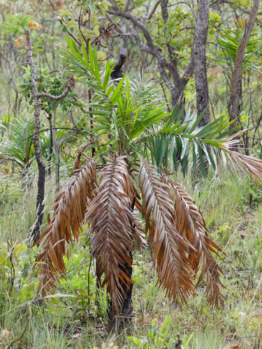 Syagrus comosa