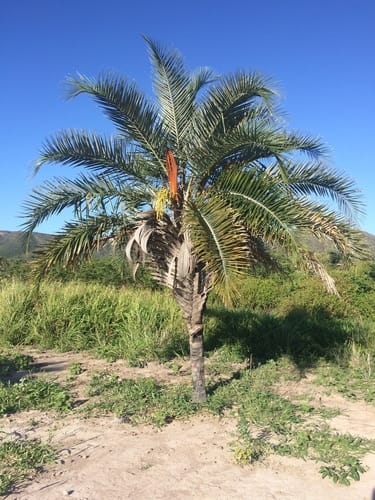 Syagrus coronata (Licuri palm) — photo