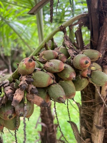 Syagrus flexuosa (Acuma palm) — photo