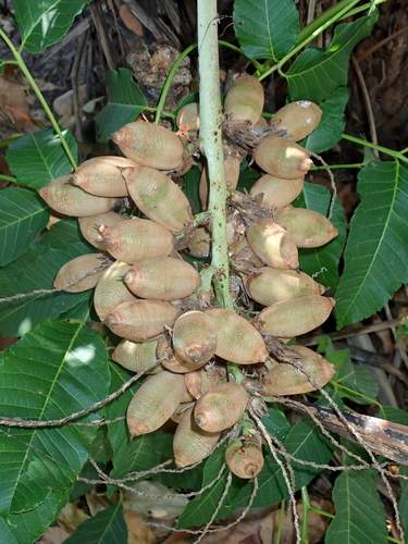 Syagrus flexuosa