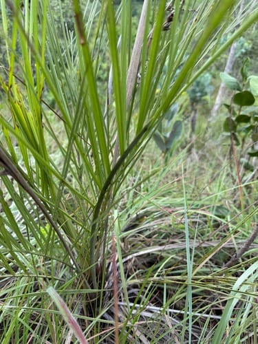 Syagrus graminifolia — photo