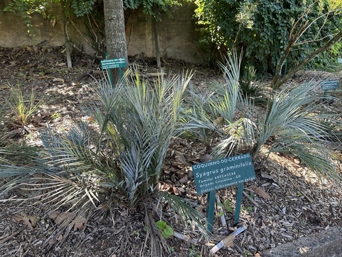 Syagrus graminifolia