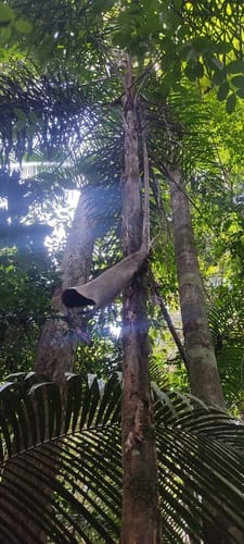 Syagrus inajai (Inajai) — photo