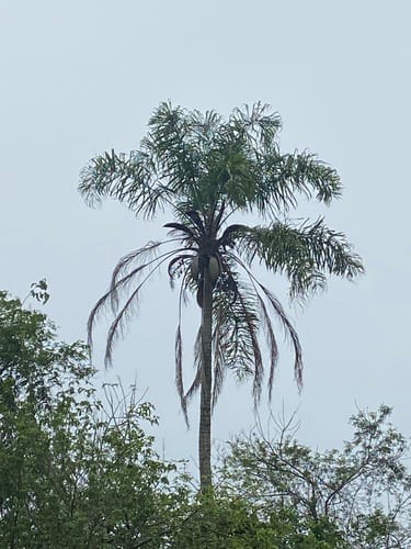 Syagrus macrocarpa (Maria rosa palm) — photo