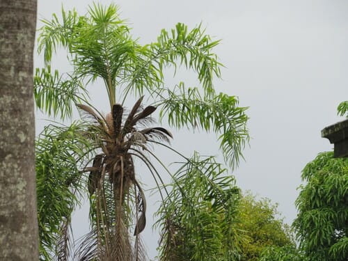 Syagrus macrocarpa (Maria rosa palm) — photo