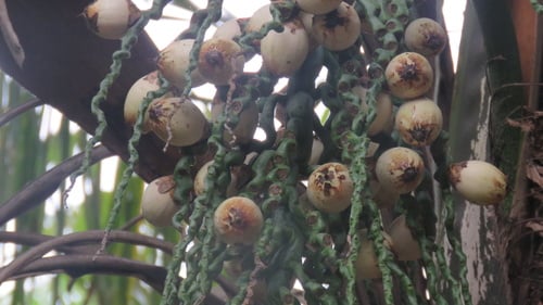 Syagrus macrocarpa