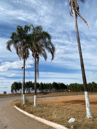 Syagrus oleracea