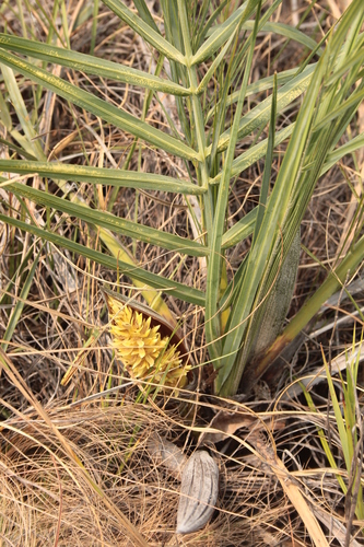 Syagrus petraea