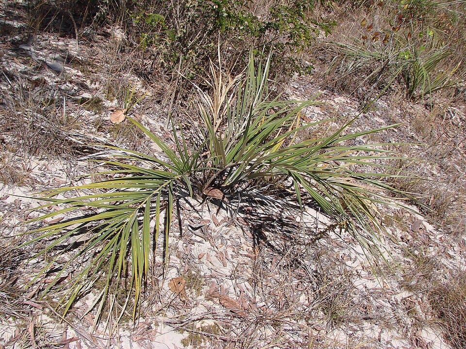 Syagrus petraea — photo