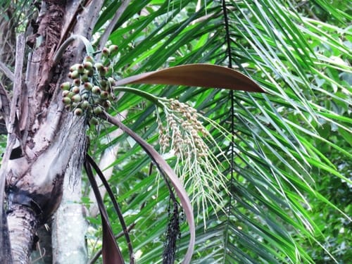 Syagrus picrophylla (Lent coconut) — photo