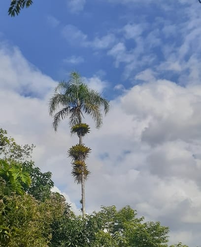 Syagrus romanzoffiana (Queen palm) — photo