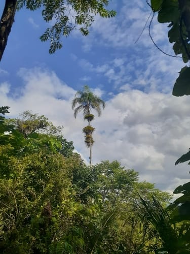 Syagrus romanzoffiana (Queen palm) — photo