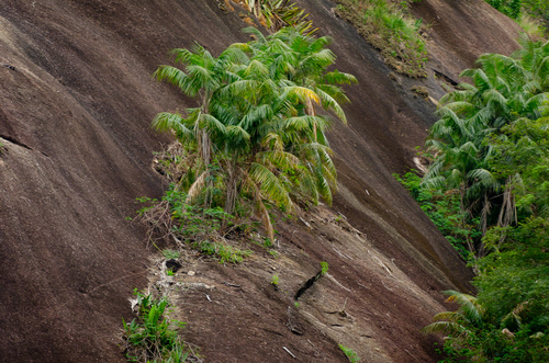 Syagrus ruschiana (Rock coconut) — photo