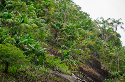 Syagrus ruschiana (Rock coconut) — photo
