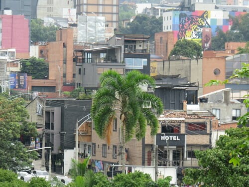 Syagrus sancona (Sumuque palm) — photo