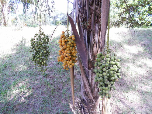 Syagrus schizophylla (Arikury palm) — photo