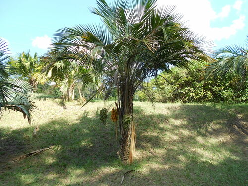 Syagrus schizophylla