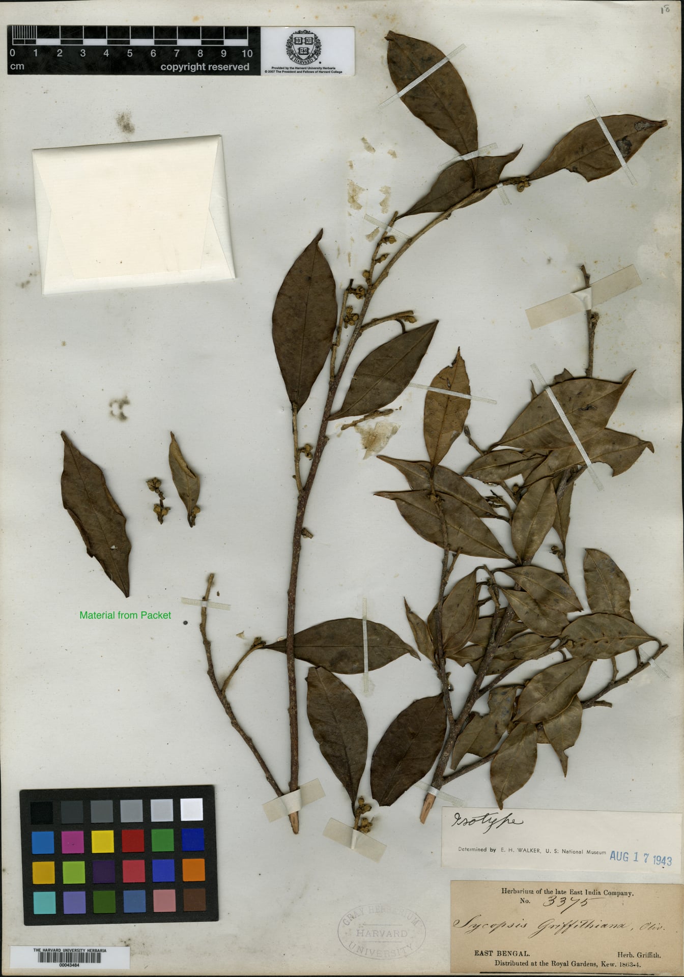 Sycopsis griffithiana