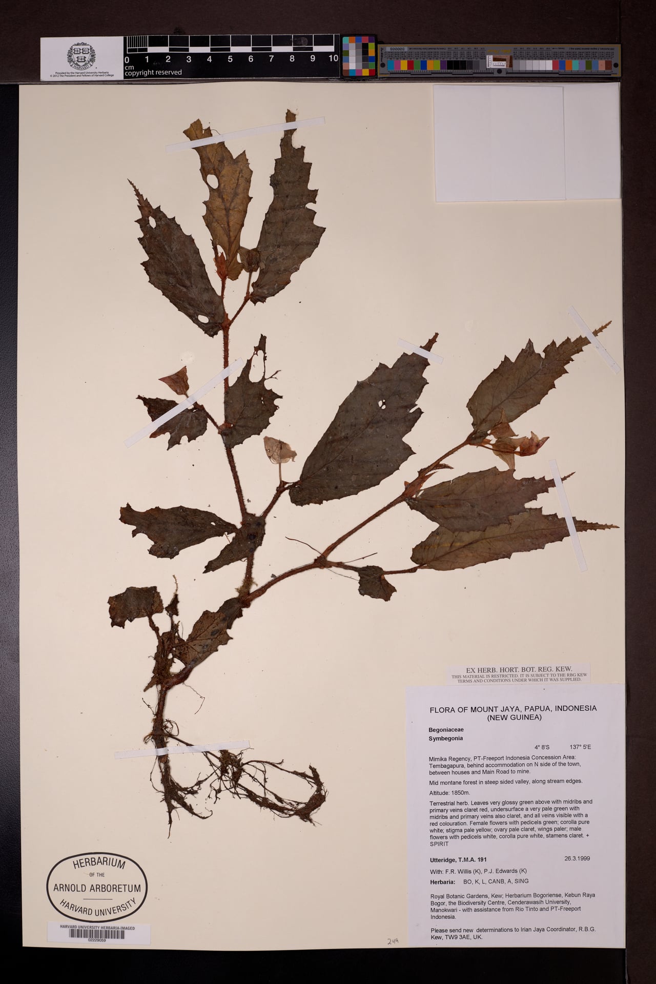 Symbegonia sp. — photo