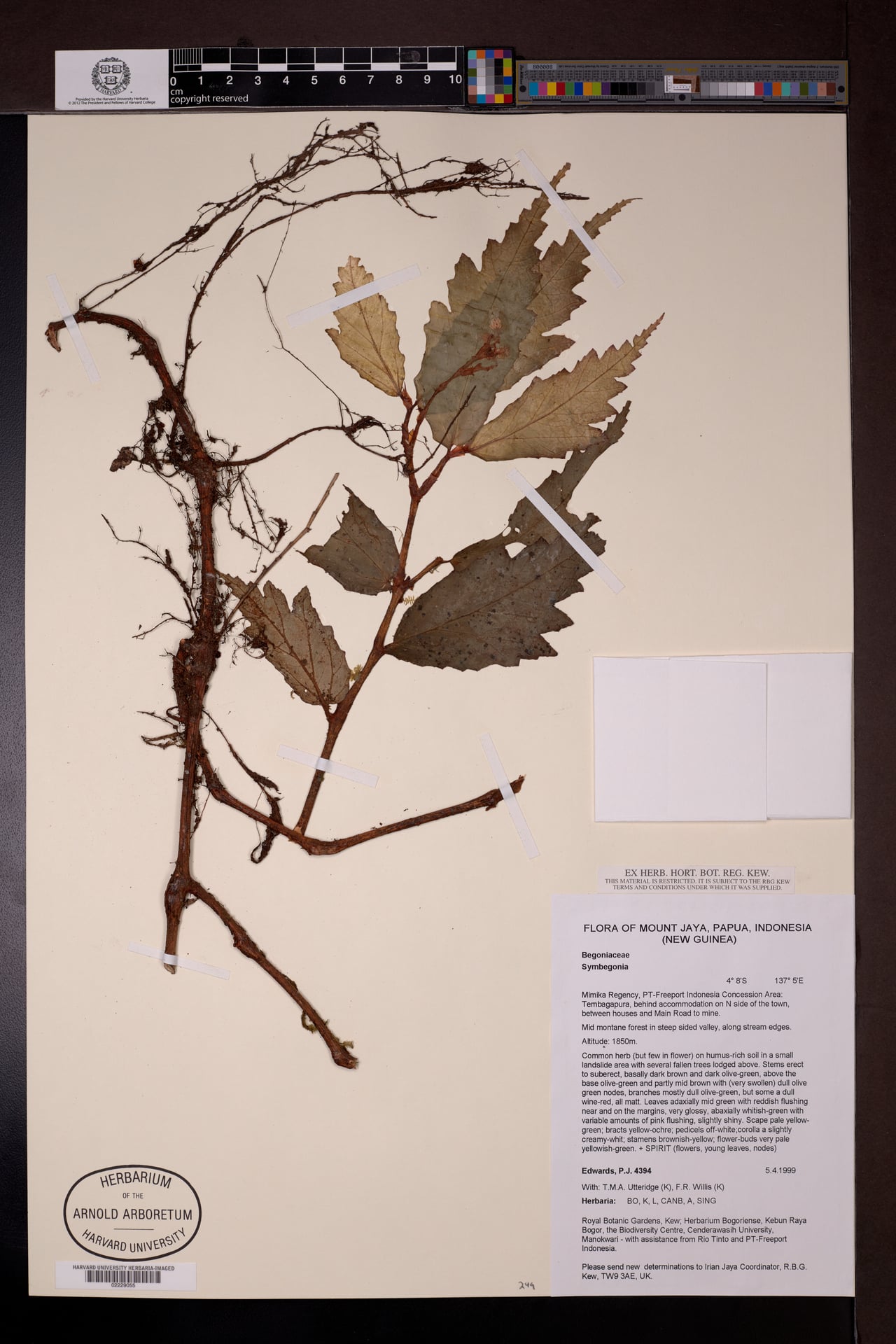 Symbegonia sp. — photo