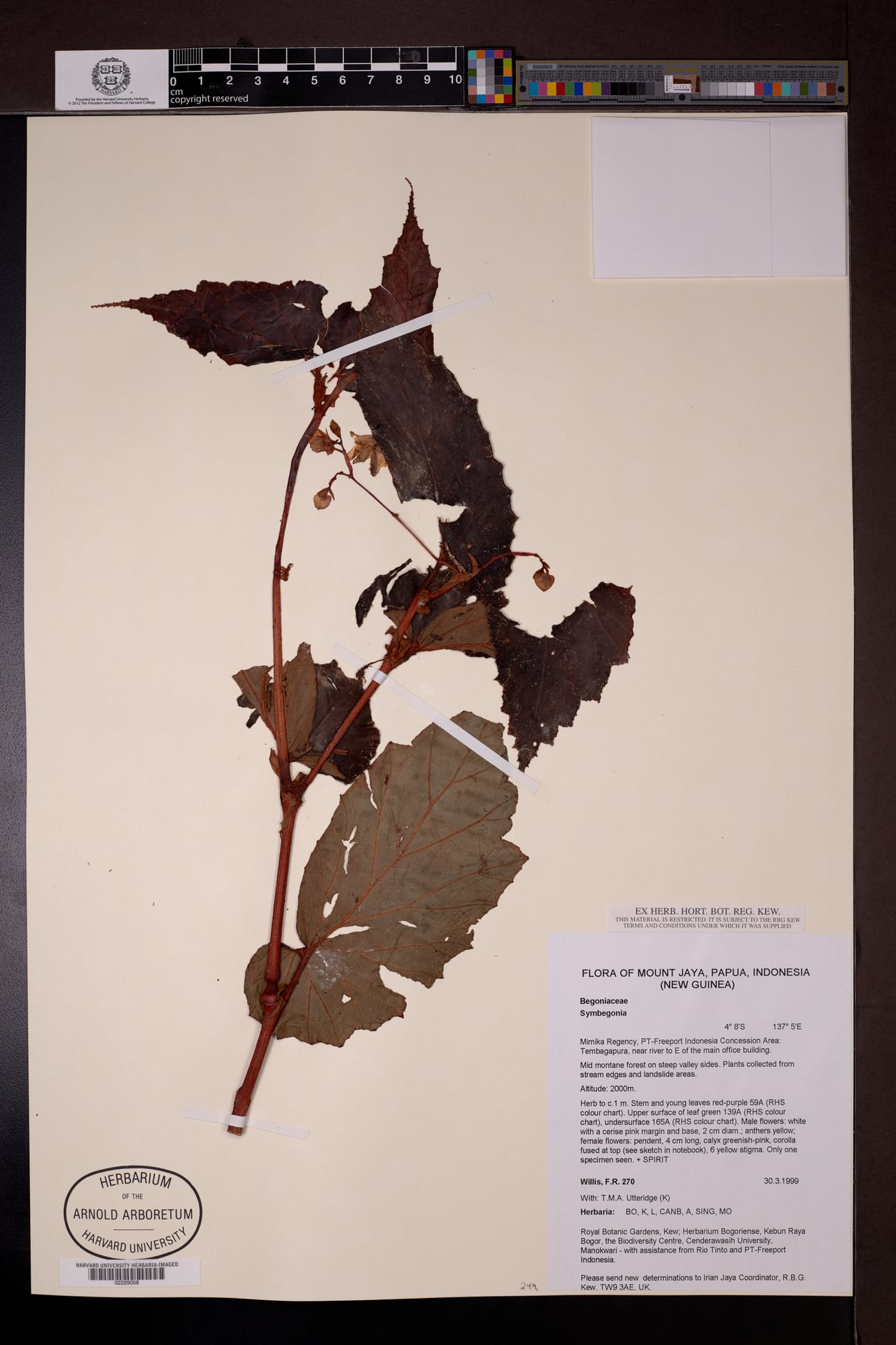 Symbegonia sp.