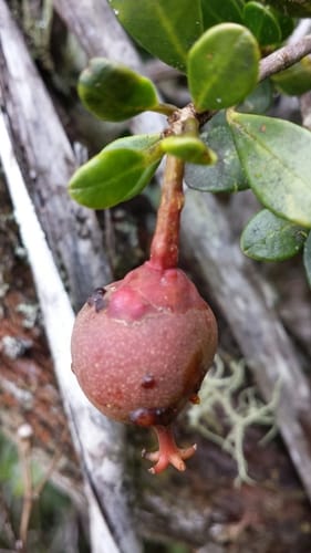 Symphonia microphylla — photo