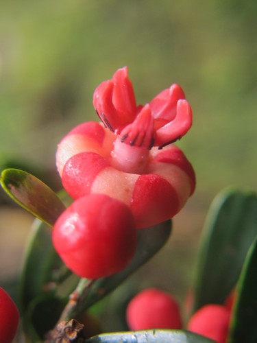 Symphonia microphylla