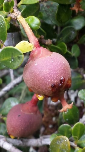Symphonia microphylla — photo