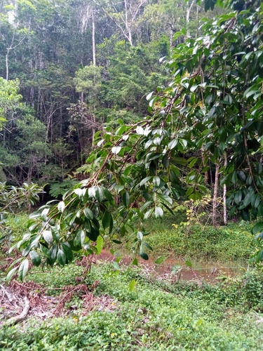 Symphonia tanalensis