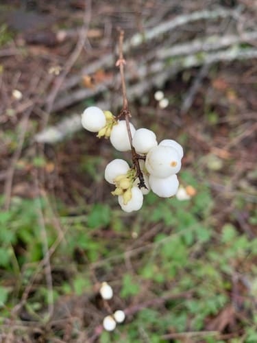 Symphoricarpos albus