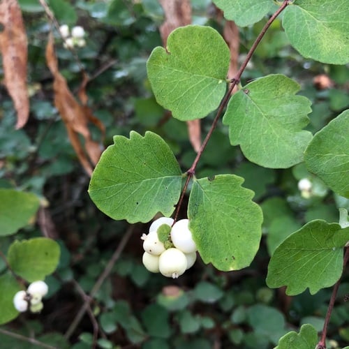Symphoricarpos albus var. laevigatus