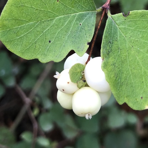 Symphoricarpos albus var. laevigatus (Common Snowberry) — photo