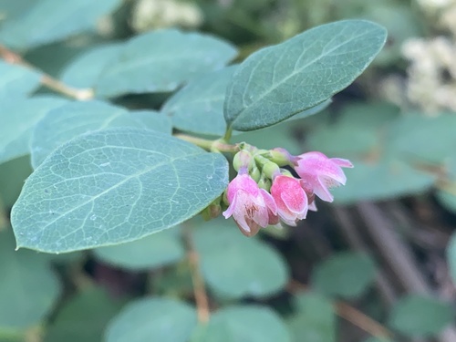 Symphoricarpos albus (Snowberry) — photo