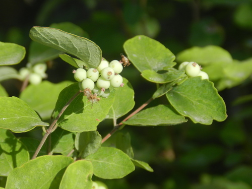 Symphoricarpos occidentalis (Western Snowberry) — photo