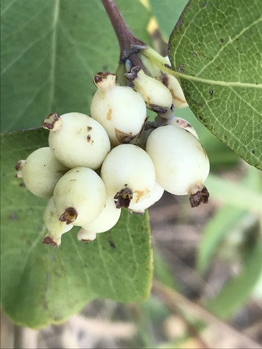 Symphoricarpos occidentalis (Western Snowberry) — photo