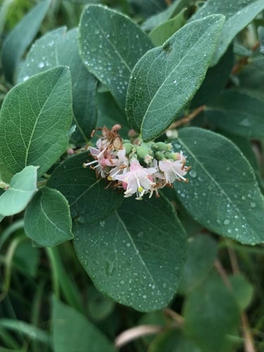 Symphoricarpos occidentalis