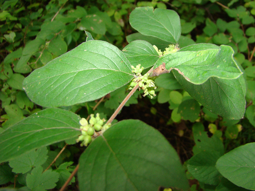 Symphoricarpos orbiculatus (Coralberry) — photo