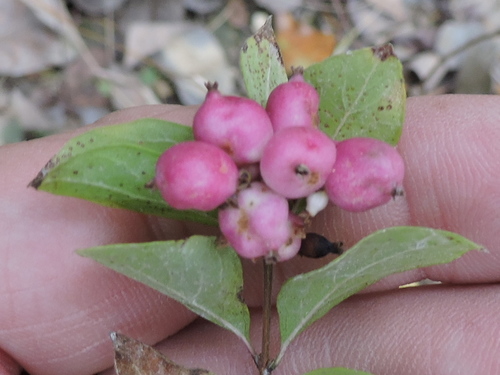 Symphoricarpos orbiculatus (Coralberry) — photo