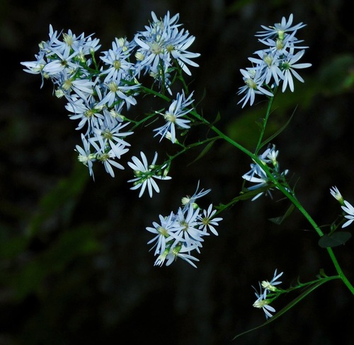 Symphyotrichum cordifolium (Blue wood aster) — photo
