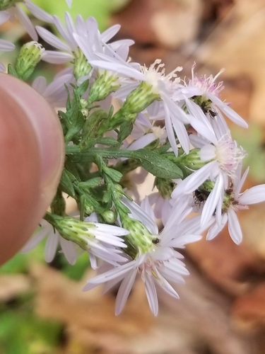 Symphyotrichum cordifolium (Blue wood aster) — photo
