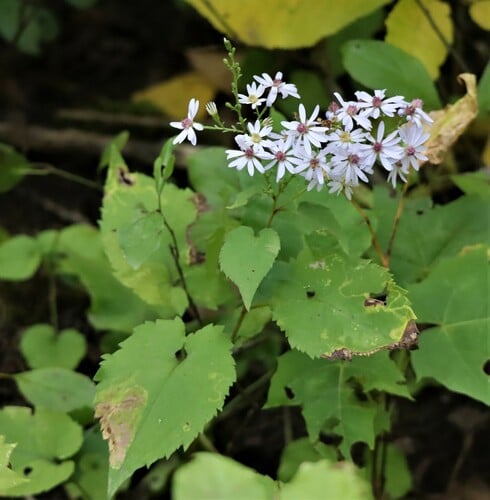Symphyotrichum cordifolium