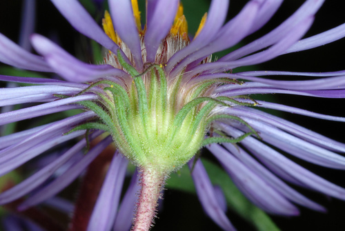 Symphyotrichum novae-angliae (New England aster) — photo
