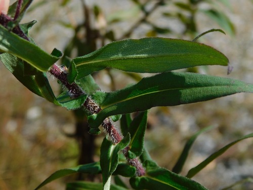 Symphyotrichum novae-angliae (New England aster) — photo